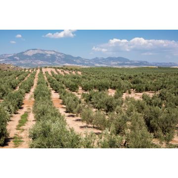 Lais Puzzle - Typische andalusische Landschaft in der Nähe des Dorfes Fuensanta in der Provinz Granada - 2.000 Teile