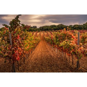 Lais Puzzle - Weinberg, La Rioja - 2.000 Teile