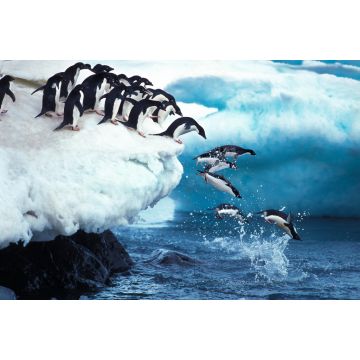Lais Puzzle - Pinguine - 2.000 Teile