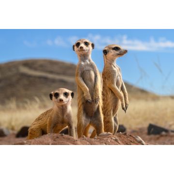 Lais Puzzle - Erdmännchen - 2.000 Teile