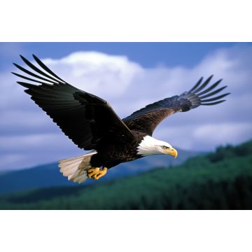 Lais Puzzle - Weißkopfseeadler - 2.000 Teile