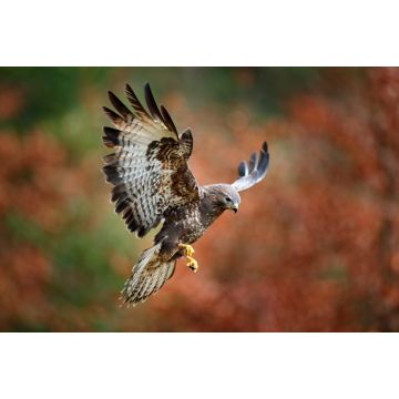 Lais Puzzle - Bussard - 2.000 Teile