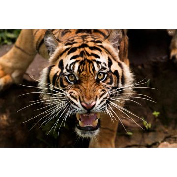 Lais Puzzle - Tiger - 2.000 Teile