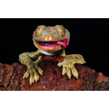 Lais Puzzle - Gecko - 2.000 Teile