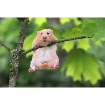 Lais Puzzle - Hamster - 2.000 Teile