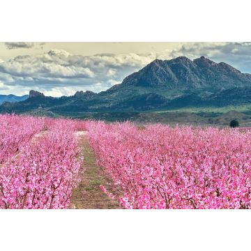 Lais Puzzle - Blüten von Obstbäumen in Cieza in Murcia - 2.000 Teile