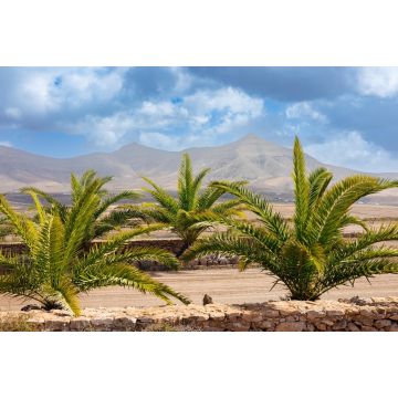 Lais Puzzle - Molino de Tefia, Fuerteventura - 2.000 Teile
