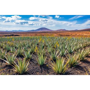 Lais Puzzle - Aloe Vera Plantage, Fuerteventura - 2.000 Teile