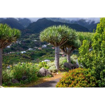 Lais Puzzle - Kanarischer Drachenbaum auf der Insel La Palma - 2.000 Teile