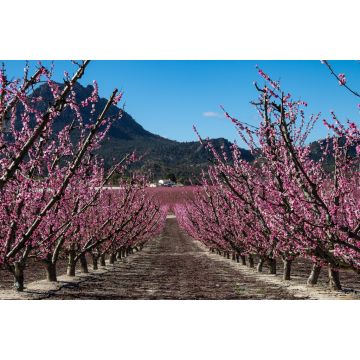 Lais Puzzle - Pfirsichblüte in Cieza, Mirador El Horno - 2.000 Teile