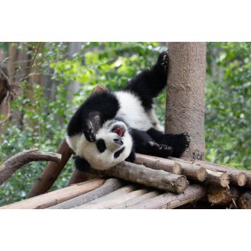 Lais Puzzle - Panda - 2.000 Teile