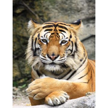 Lais Puzzle - Tiger - 1.000 Teile