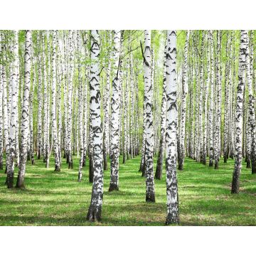 Lais Puzzle - Erstes Frühlingsgrün im Birkenwald - 1.000 Teile