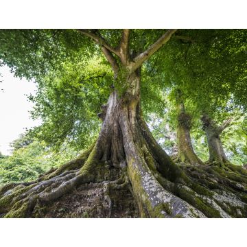 Lais Puzzle - Großer alter Baum - 1.000 Teile