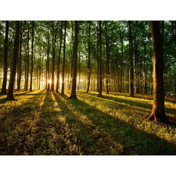 Lais Puzzle - Lichtstrahlen im Wald - 1.000 Teile