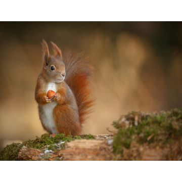 Lais Puzzle - Eichhörnchen - 1.000 Teile