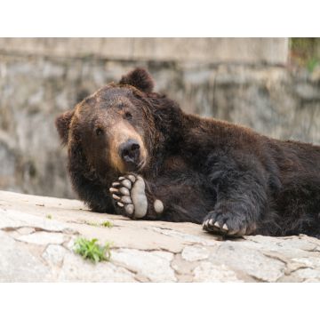 Lais Puzzle - Bär - 1.000 Teile