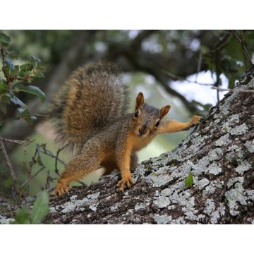 Lais Puzzle - Eichhörnchen posiert - 1.000 Teile