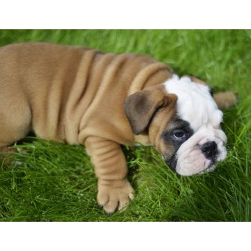 Lais Puzzle - Bulldogge - 1.000 Teile