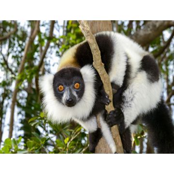 Lais Puzzle - Lemur - 1.000 Teile