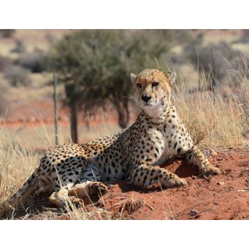 Lais Puzzle - Gepard - 1.000 Teile