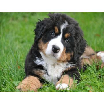 Lais Puzzle - Berner Sennenhund - 1.000 Teile