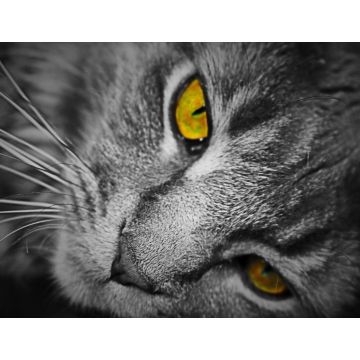 Lais Puzzle - Katze - 1.000 Teile
