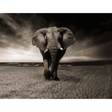 Lais Puzzle - Elefant - 1.000 Teile
