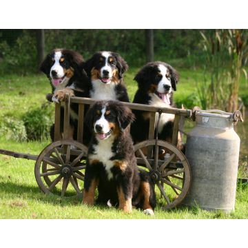 Lais Puzzle - Berner Sennenhund - 1.000 Teile