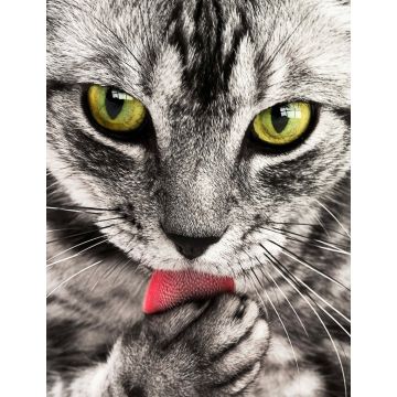 Lais Puzzle - Katze - 1.000 Teile
