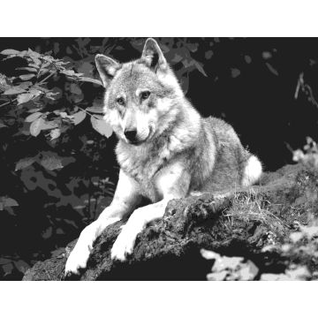 Lais Puzzle - Wolf schwarz weiß - 1.000 Teile