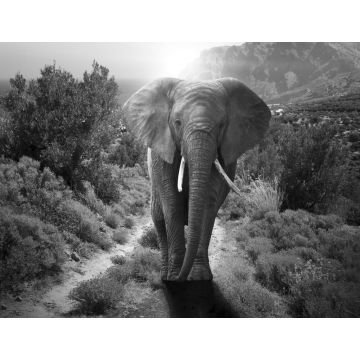 Lais Puzzle - Elefant schwarz weiß - 1.000 Teile