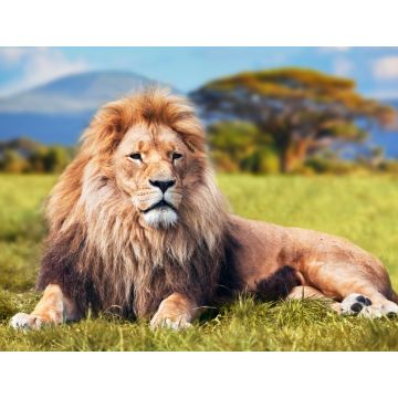 Lais Puzzle - Großer Löwe auf Savannengras liegend. Kenia, Afrika - 1.000 Teile
