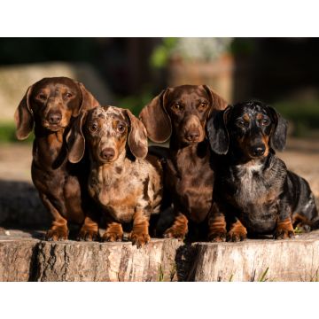 Lais Puzzle - Dachshunde - 1.000 Teile