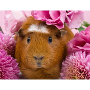 Lais Puzzle - Meerschweinchen in rosa Blumen - 1.000 Teile