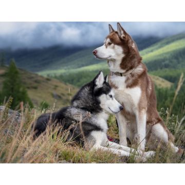 Lais Puzzle - Huskies - 1.000 Teile