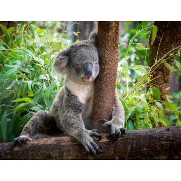 Lais Puzzle - Koala - 1.000 Teile