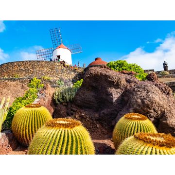 Lais Puzzle - Kaktusgarten, Jardin de Cactus in Guatiza, Lanzarote, Kanarische Inseln, Spanien - 1.000 Teile