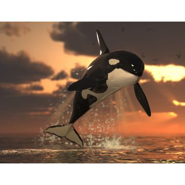 Lais Puzzle - Orca - 1.000 Teile