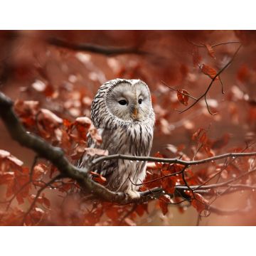 Lais Puzzle - Eule - 1.000 Teile