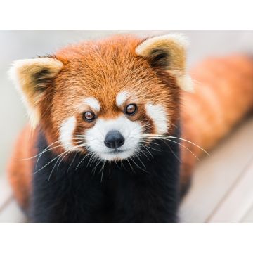 Lais Puzzle - Kleiner Panda/Roter Panda - 1.000 Teile