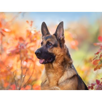 Lais Puzzle - Deutscher Schäferhund - 1.000 Teile