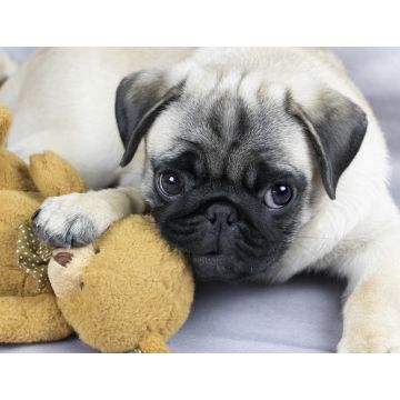 Lais Puzzle - Mops - 1.000 Teile