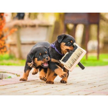 Lais Puzzle - Rottweiler Welpen - 1.000 Teile