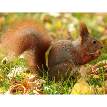 Lais Puzzle - Eichhörnchen - 1.000 Teile