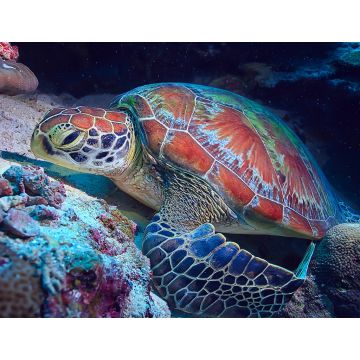 Lais Puzzle - Schildkröte / Wasserschildkröte - 1.000 Teile