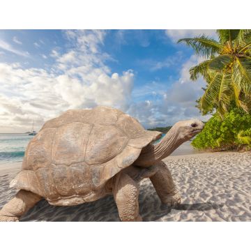 Lais Puzzle - Schildkröte am Strand, Seychellen - 1.000 Teile