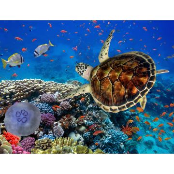 Lais Puzzle - Korallenriff mit Fischen und Wasserschildkröte - 1.000 Teile