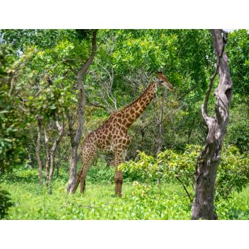 Lais Puzzle - Giraffe - 1.000 Teile