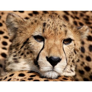 Lais Puzzle - Gepard - 1.000 Teile